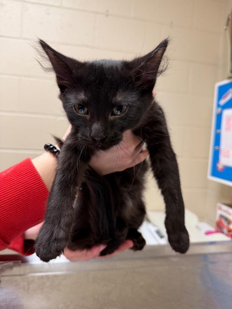 Enlarge BRECCIA, a Adoptable mixed breed in Wintersville, OH image 1/2