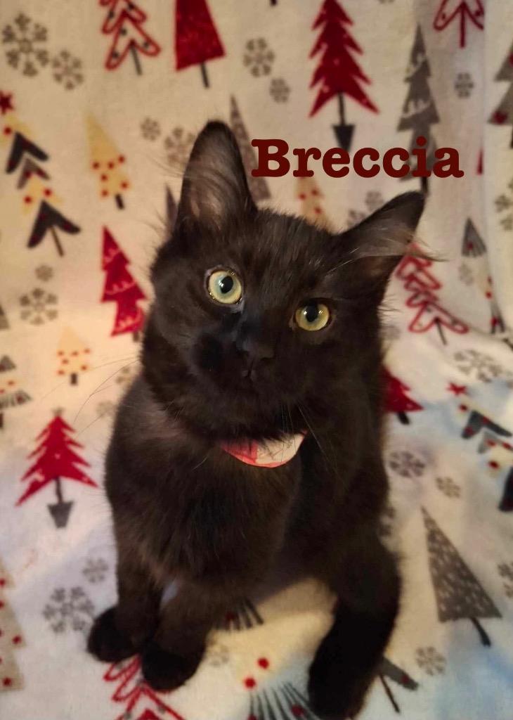 Enlarge BRECCIA, a Adoptable mixed breed in Wintersville, OH image 2/2