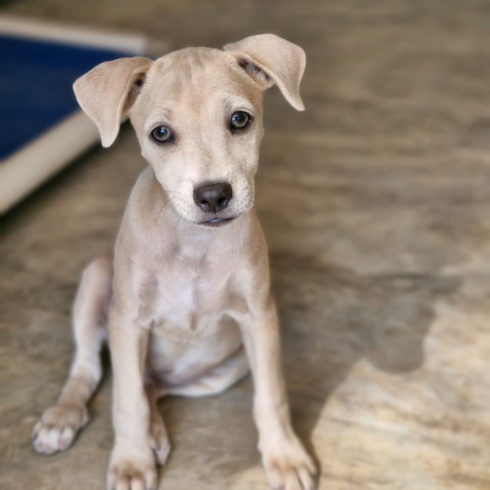 Enlarge Iggy, an adopted mixed breed in nanaimo, BC image 2/3