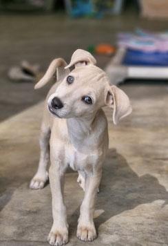 Iggy, adopted, Puppy Female Chihuahua & Terrier.