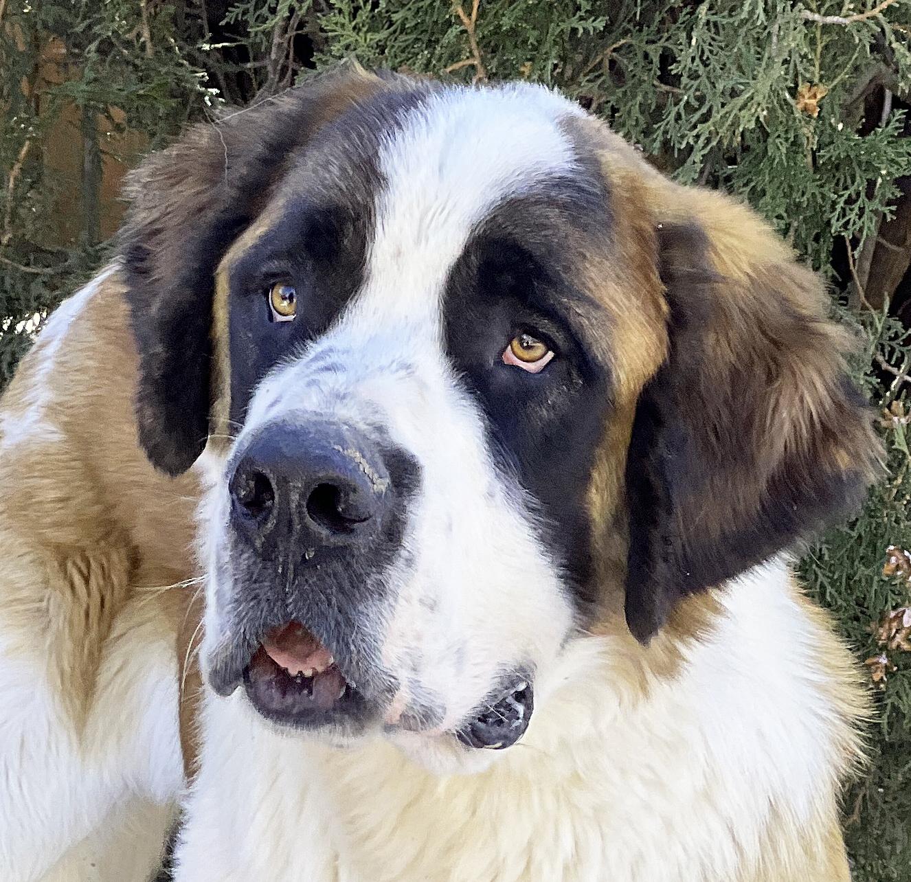 Sensational Saint Uno =