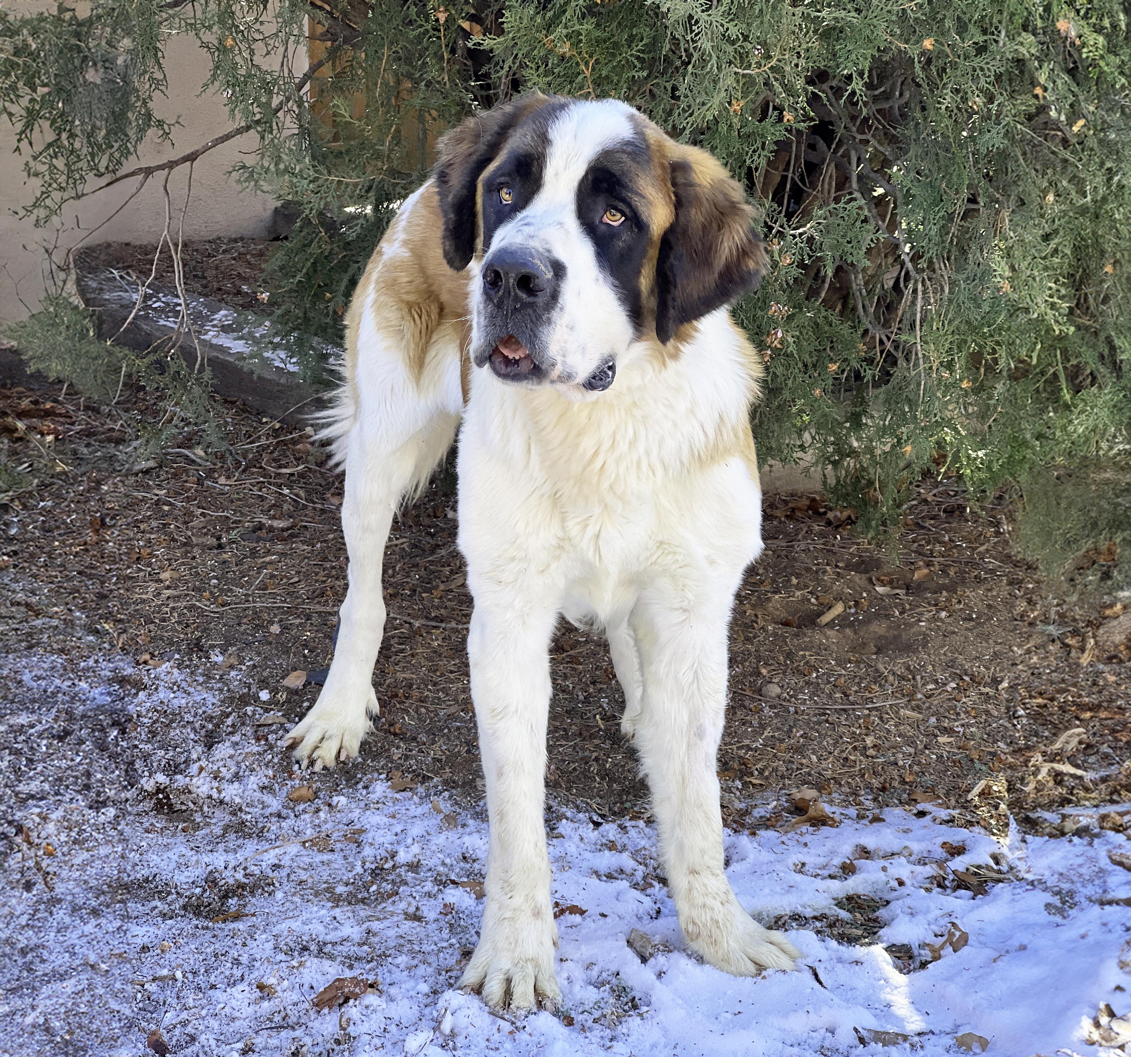 Sensational Saint Uno = thumbnail 3