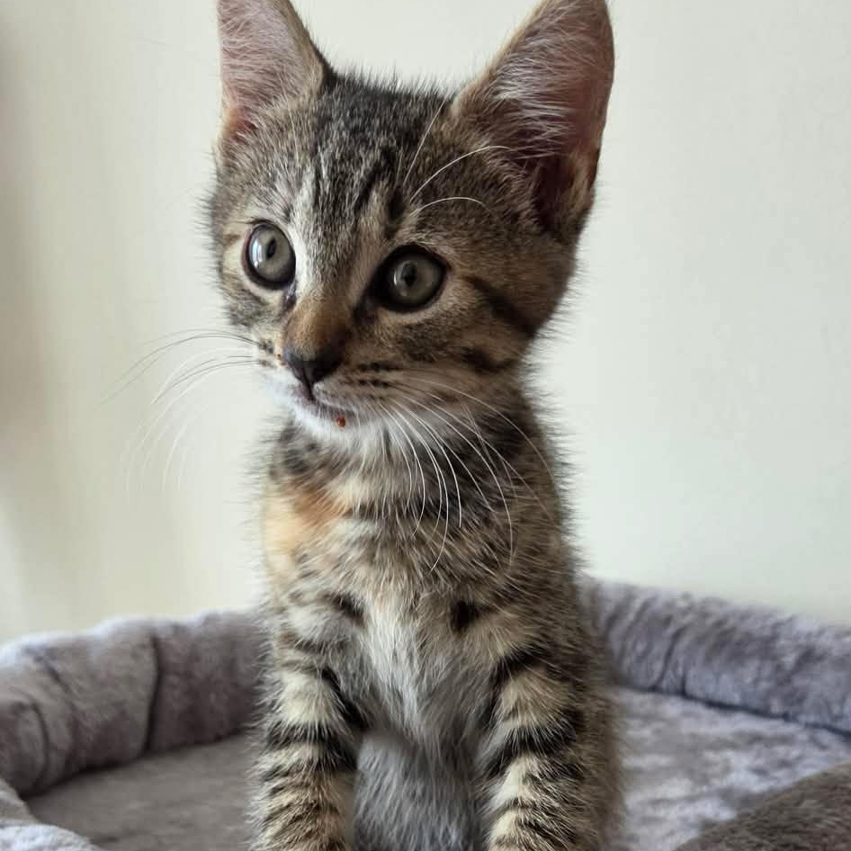 Pleasant (must adopt with Carlisa), an adopted Tabby in New Bedford, MA image 2/3