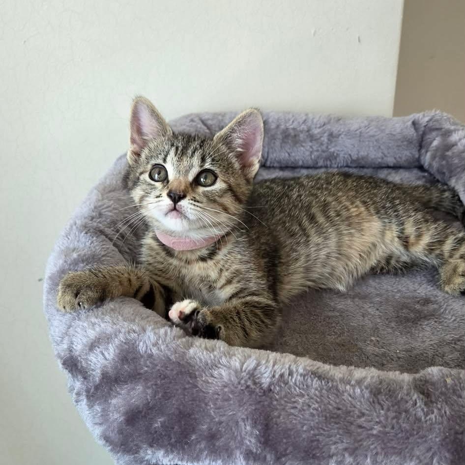 Pleasant (must adopt with Carlisa), adopted, Kitten Female Tabby.