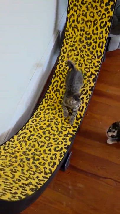 Enlarge Pleasant (must adopt with Carlisa), an adopted Tabby in New Bedford, MA video 3/3