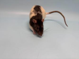 Oreo, Adoptable, Adult Male Rat.