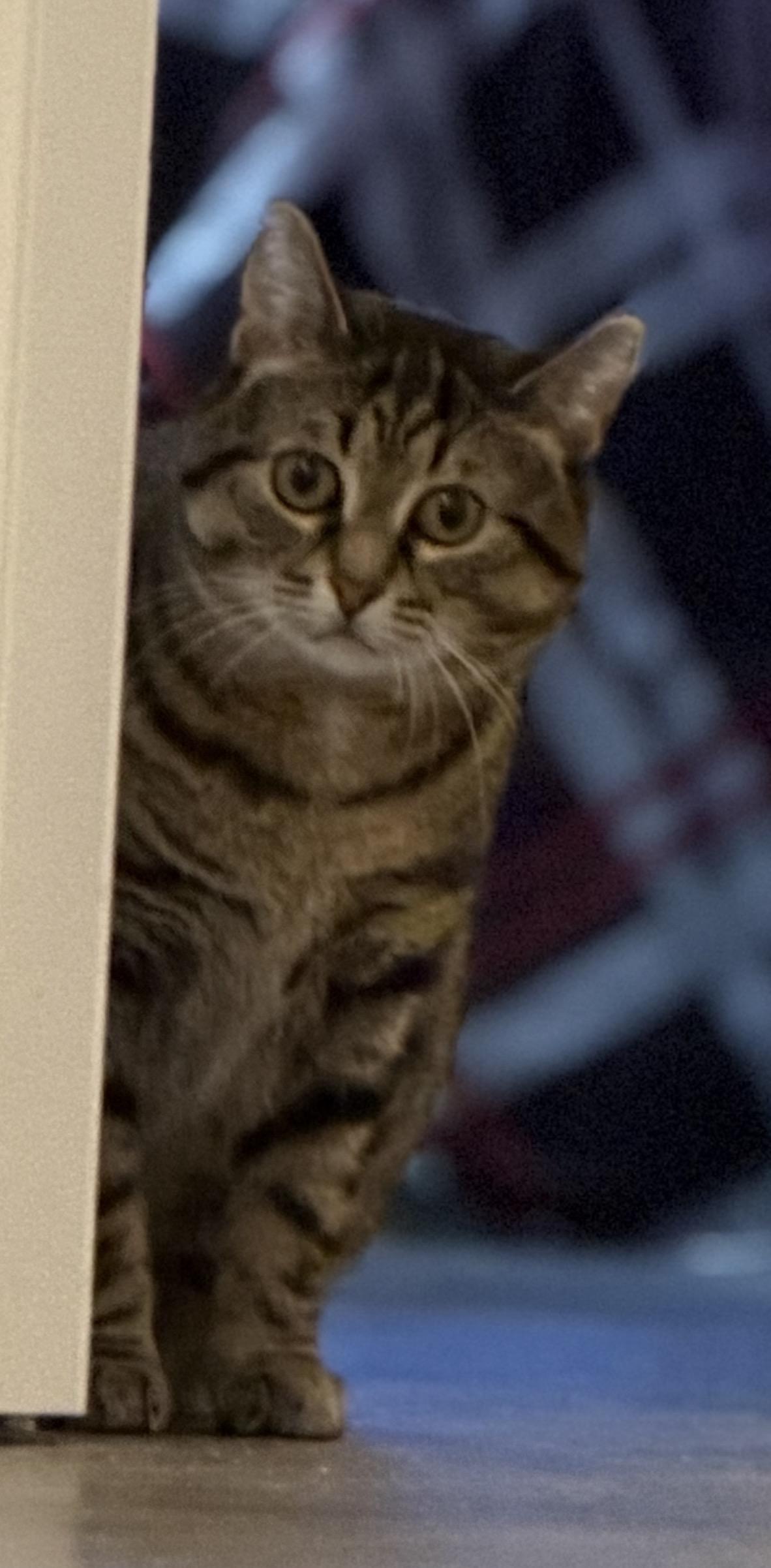 Bluebell, Adoptable, Young Female Domestic Short Hair.