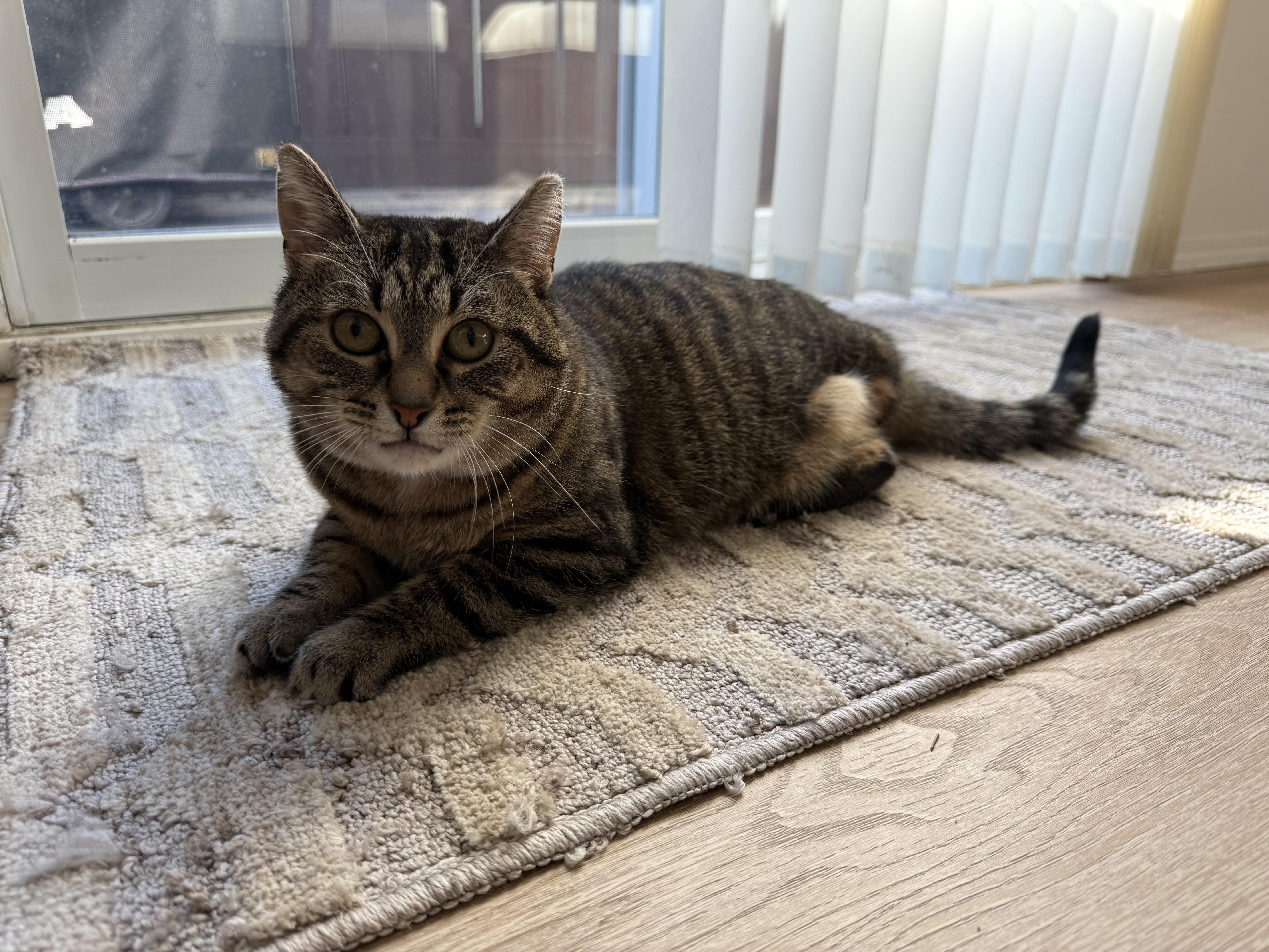 Bluebell, a Adoptable mixed breed in Steinbach, MB image 2/6