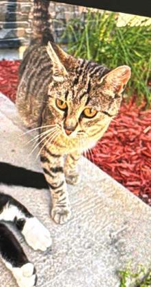 Bluebell, Adoptable, Young Female Domestic Short Hair.