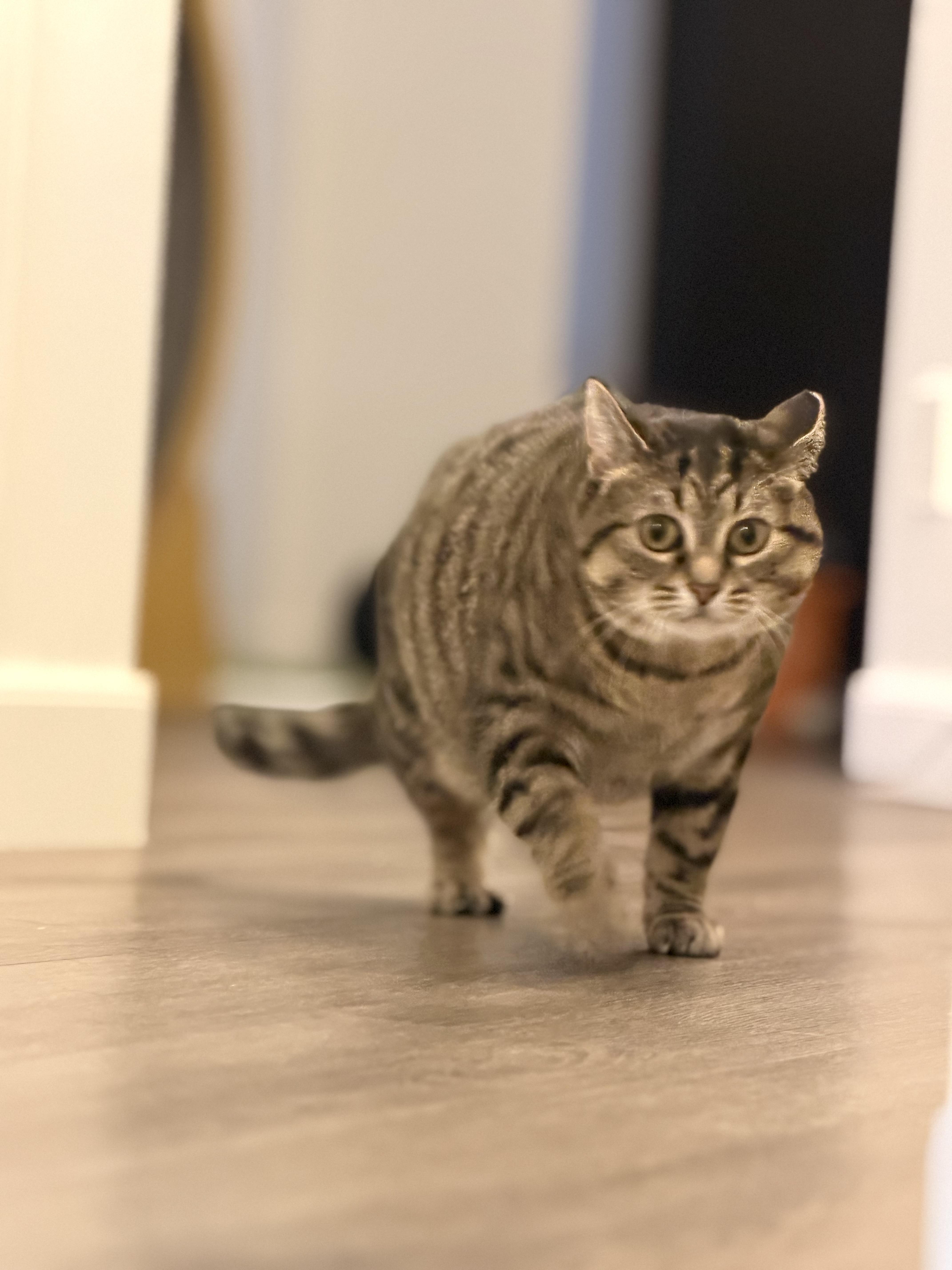 Enlarge Bluebell, a Adoptable mixed breed in Steinbach, MB image 2/6