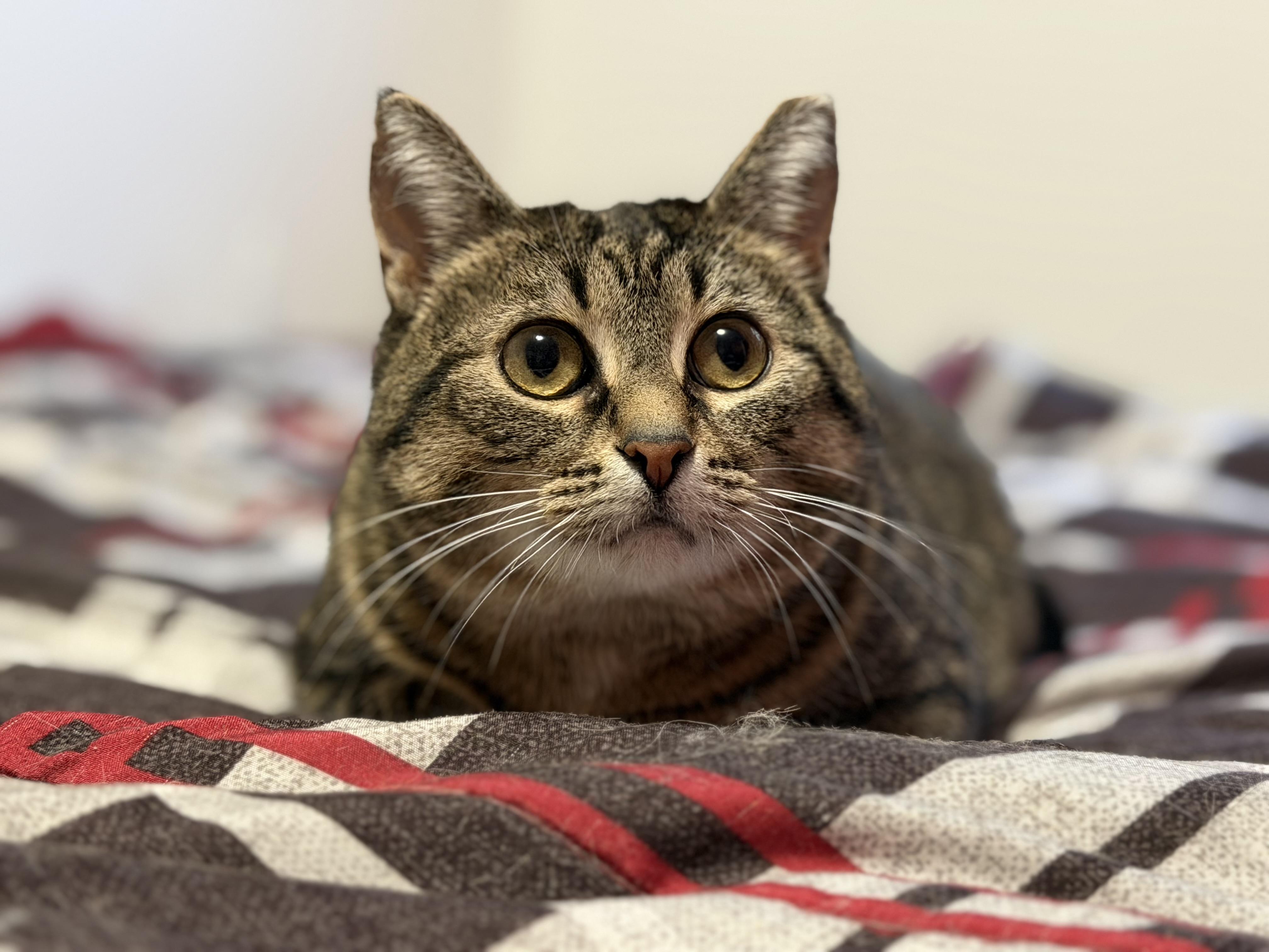 Enlarge Bluebell, a Adoptable mixed breed in Steinbach, MB image 3/6