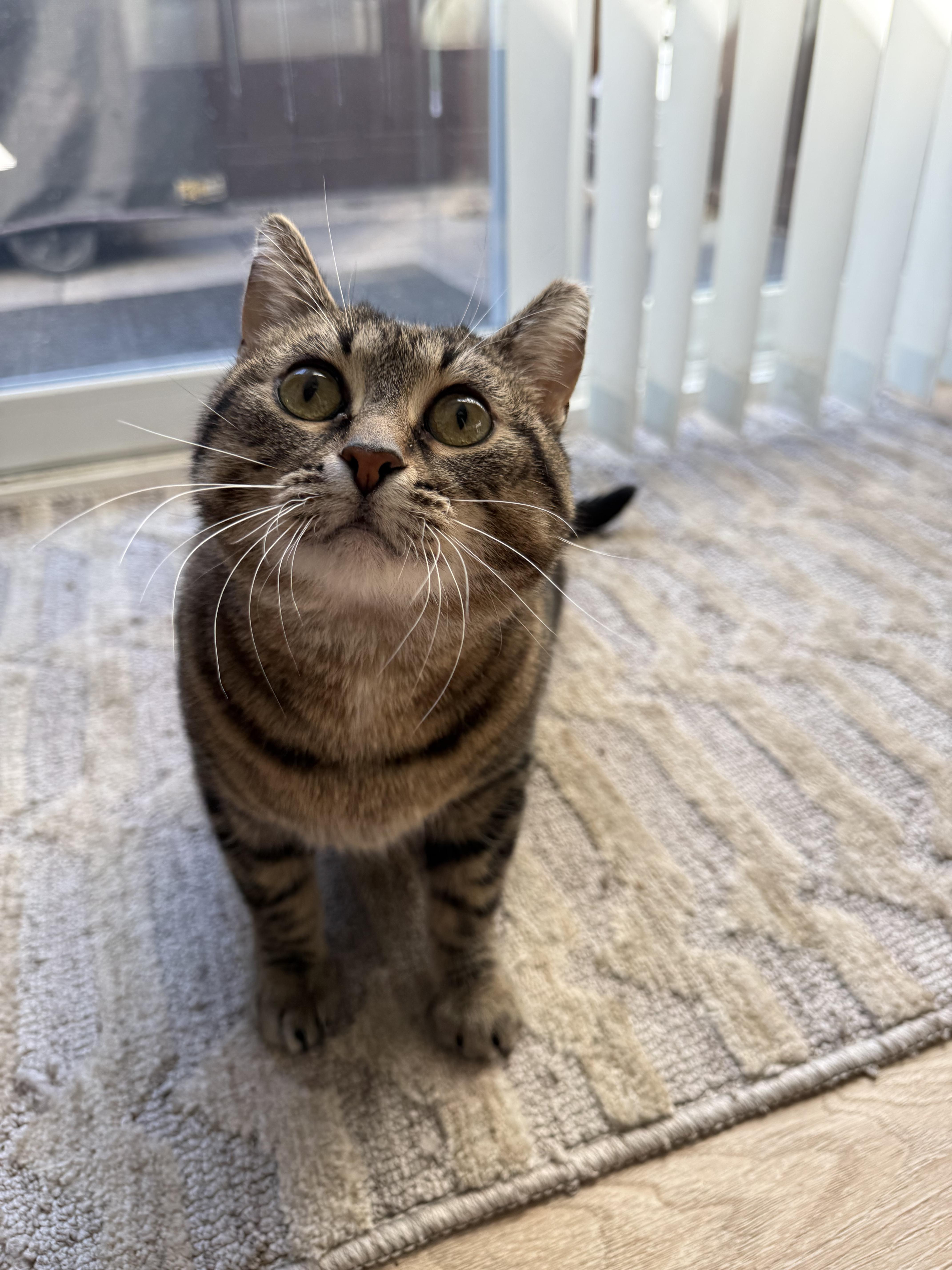 Bluebell, a Adoptable mixed breed in Steinbach, MB image 4/6