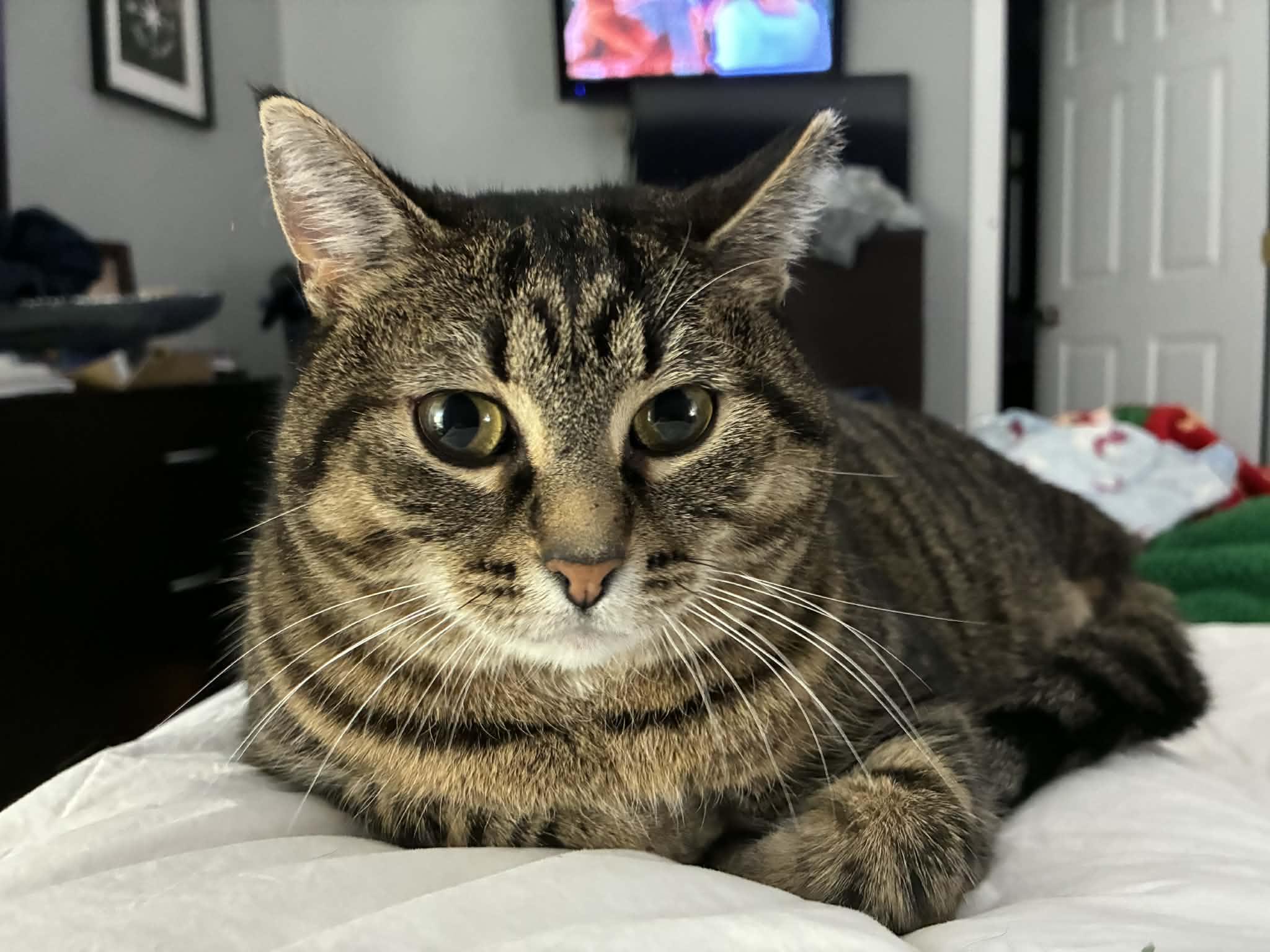 Enlarge Bluebell, a Adoptable mixed breed in Steinbach, MB image 5/6