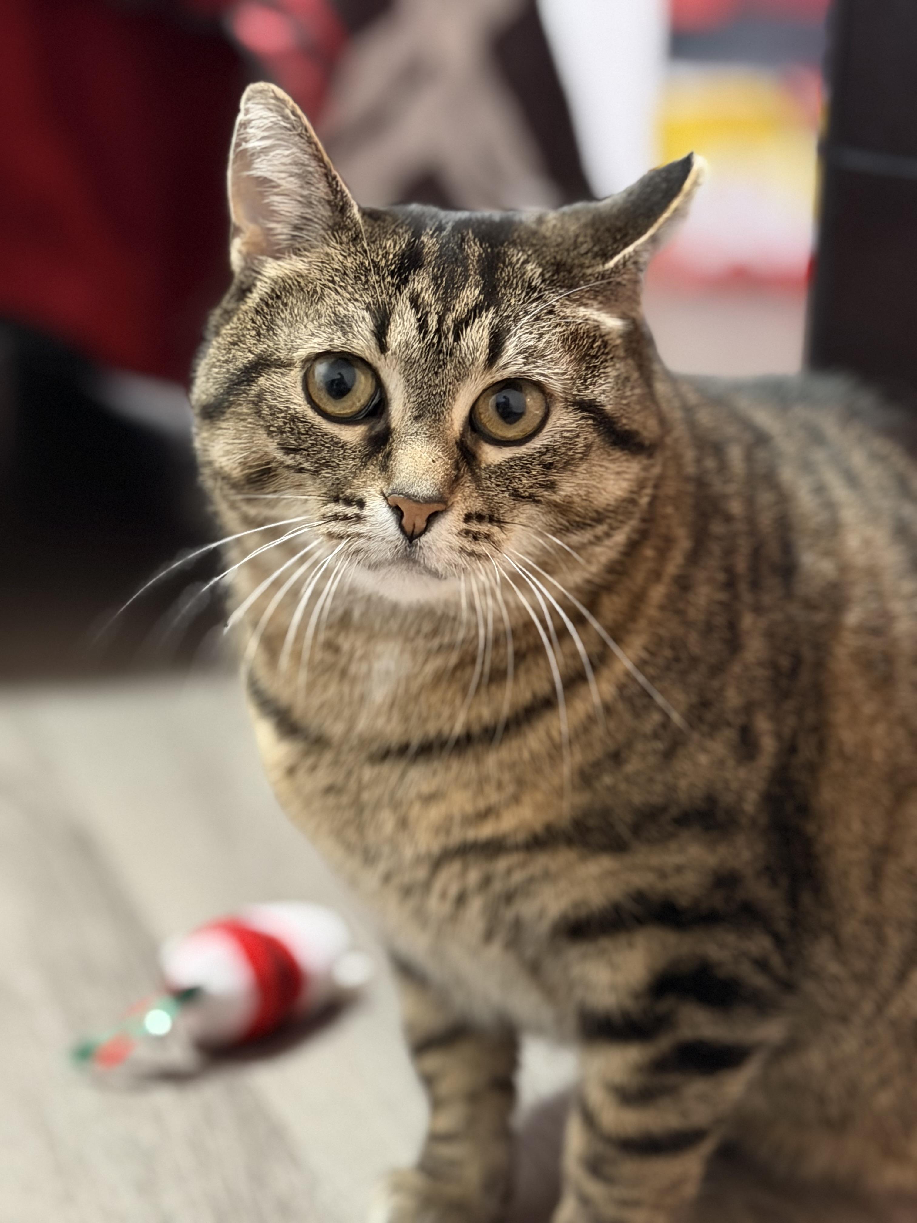 Enlarge Bluebell, a Adoptable mixed breed in Steinbach, MB image 6/6