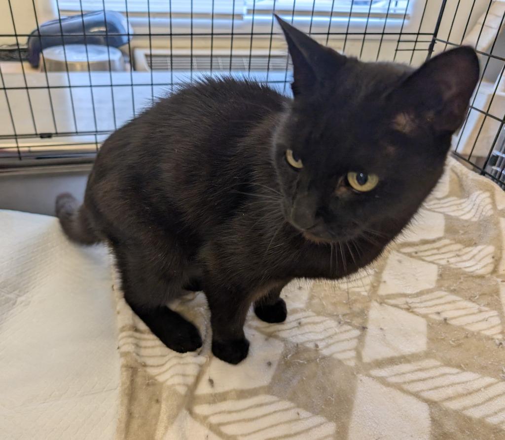 Jude, Adoptable, Young Male Domestic Short Hair.