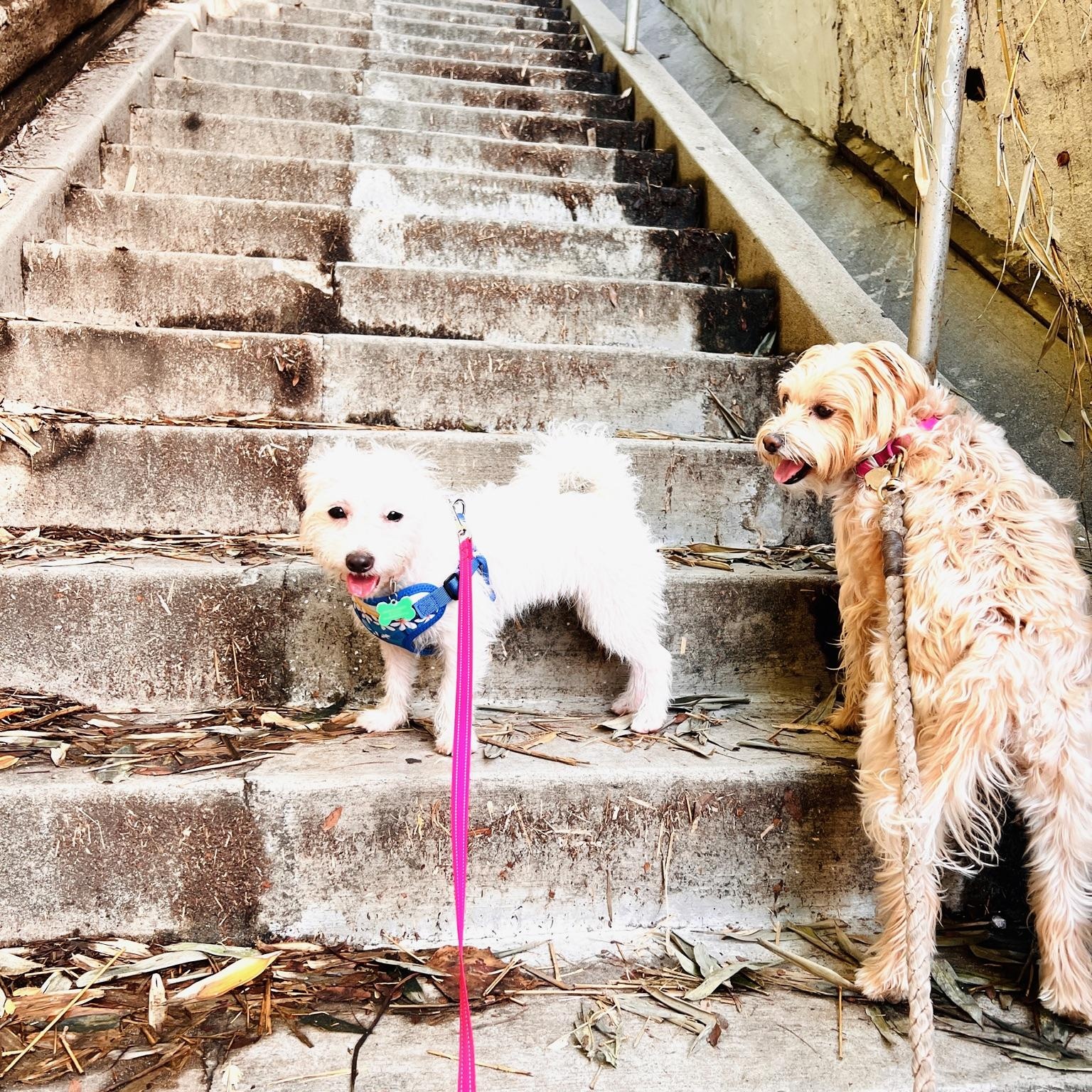 Enlarge Copita, an adoptable mixed breed in Los Angeles, CA image 3/5