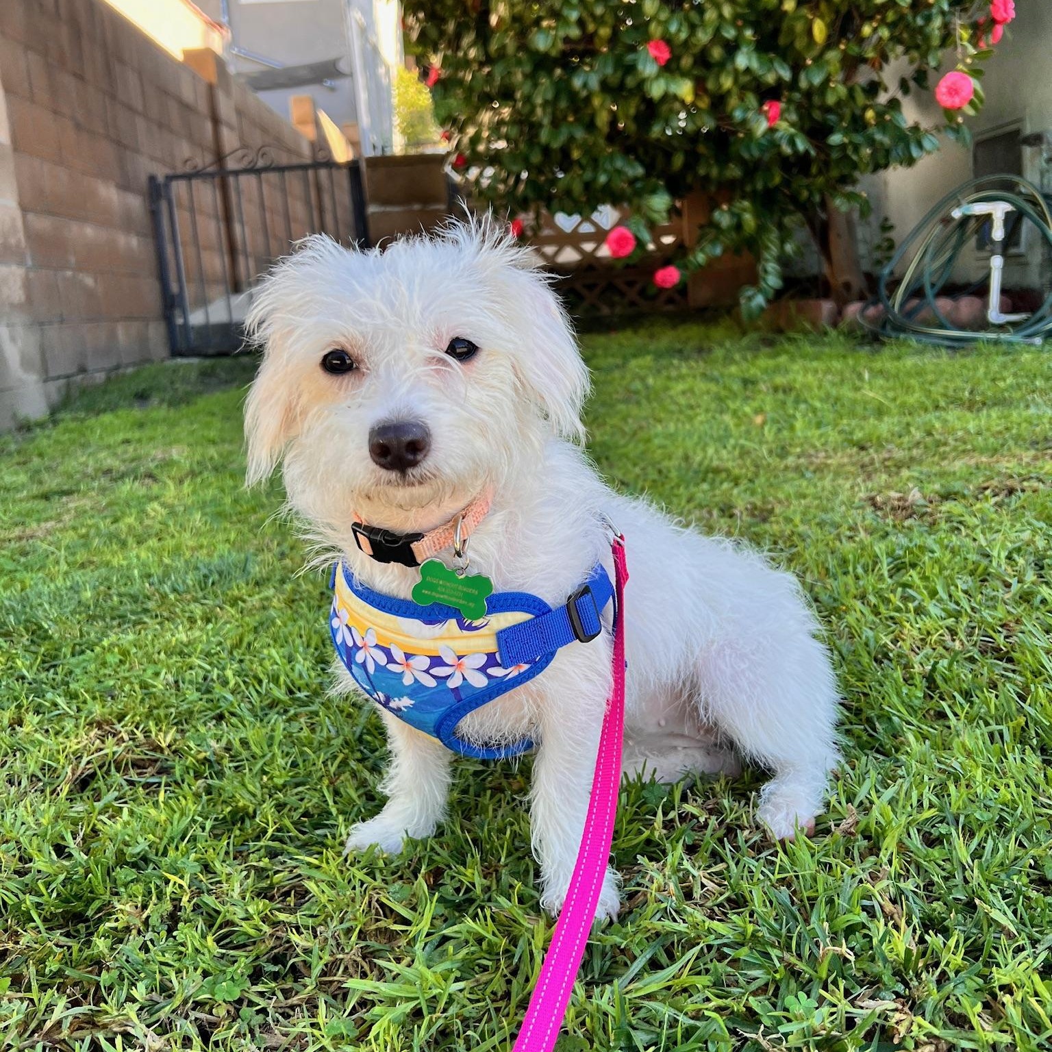 Enlarge Copita, an adoptable mixed breed in Los Angeles, CA image 2/5