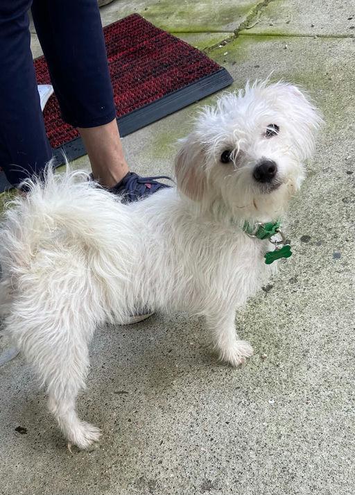 Enlarge Copita, an adoptable mixed breed in Los Angeles, CA image 5/5