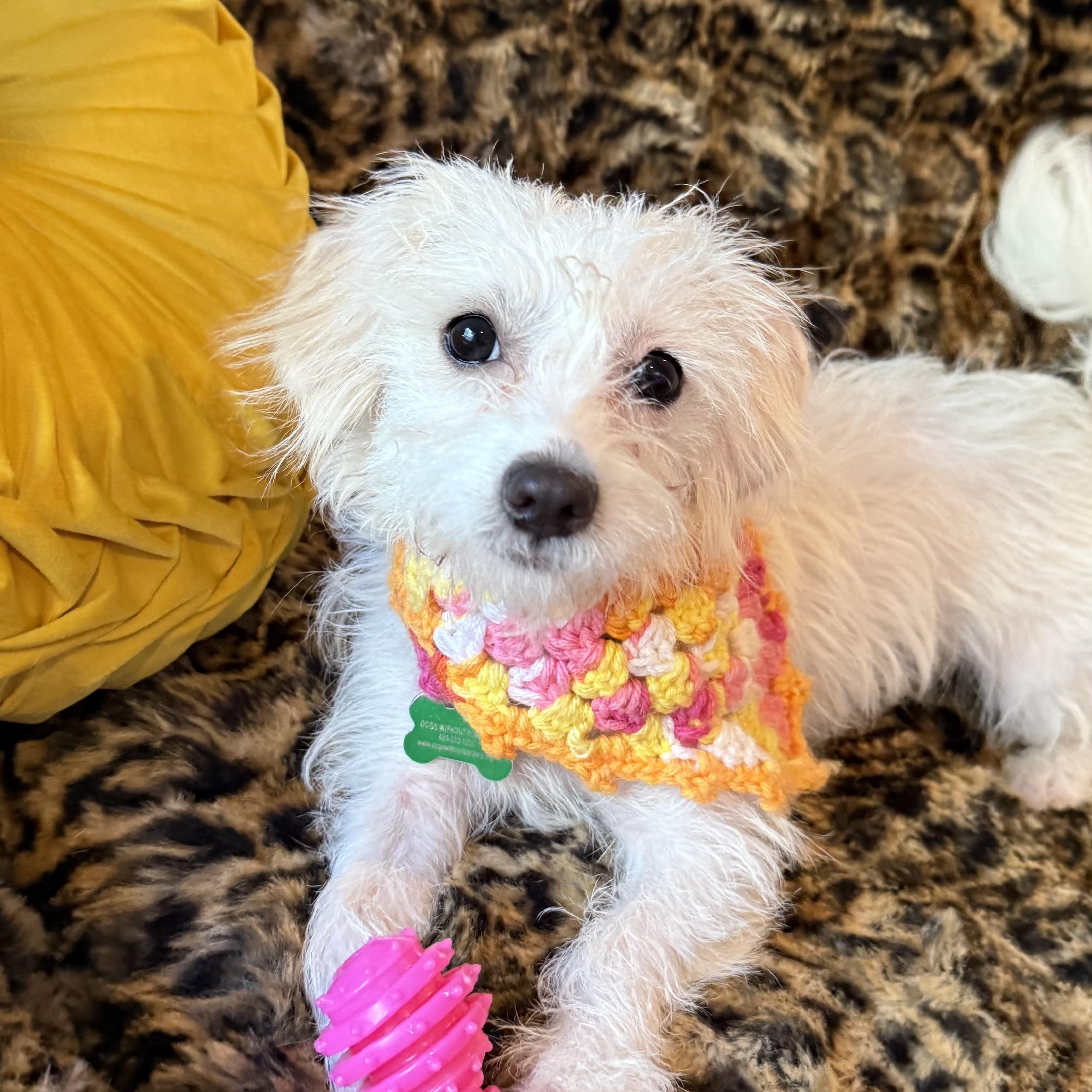 Copita, adoptable, Young Female Terrier.