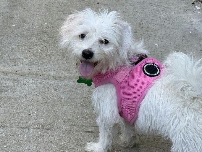 Enlarge Copita, an adoptable mixed breed in Los Angeles, CA image 2/5