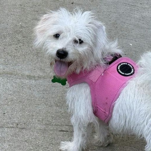 Enlarge Copita, an adoptable mixed breed in Los Angeles, CA image 5/5