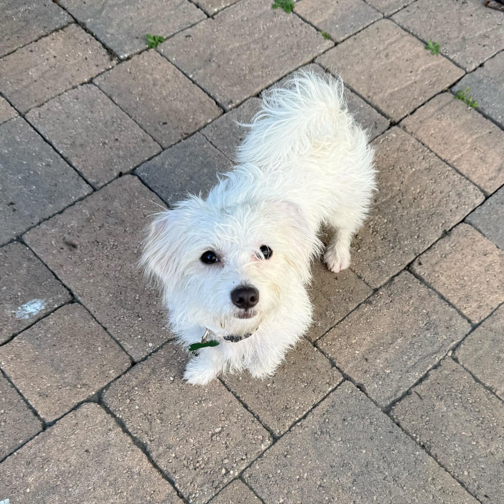 Enlarge Copita, an adoptable mixed breed in Los Angeles, CA image 4/5
