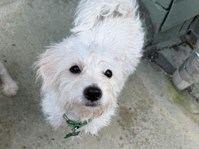 Enlarge Copita, an adoptable mixed breed in Los Angeles, CA image 3/5