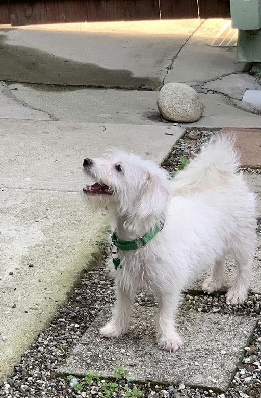 Enlarge Copita, an adoptable mixed breed in Los Angeles, CA image 1/5