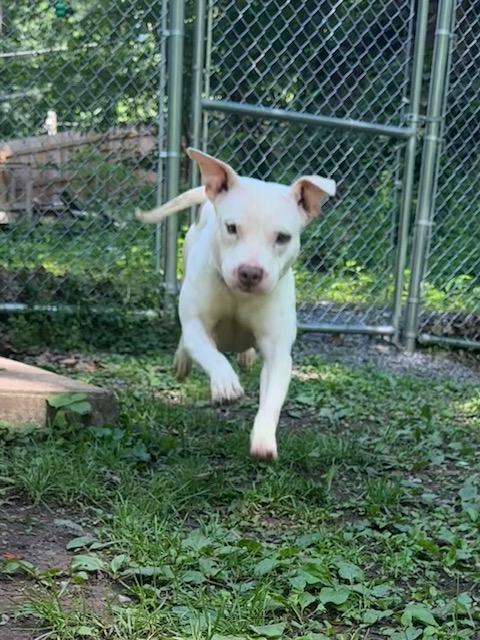 Enlarge Dior, a Adopted mixed breed in Hummelstown, PA image 1/4