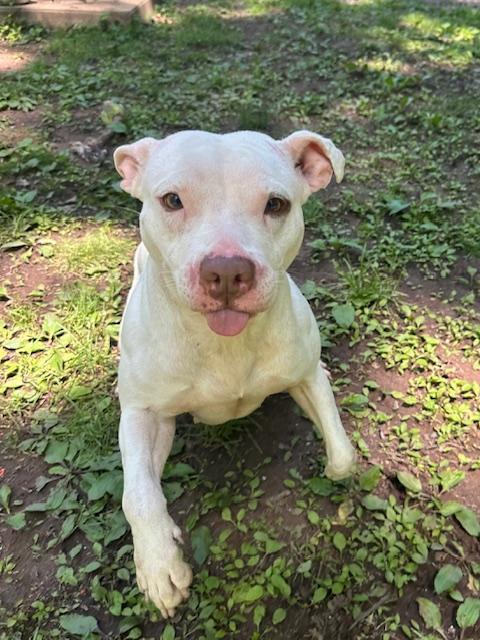 Enlarge Dior, a Adopted mixed breed in Hummelstown, PA image 2/4