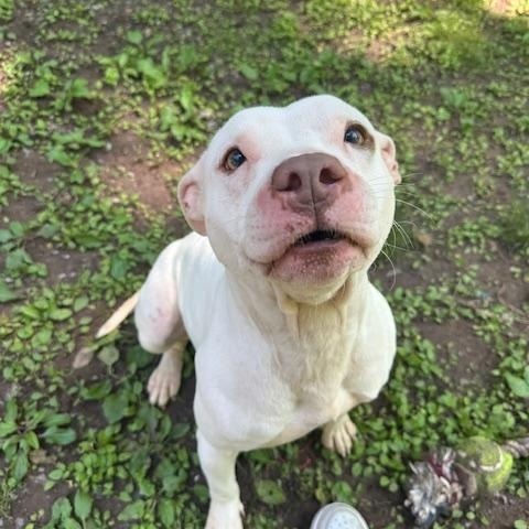 Enlarge Dior, a Adopted mixed breed in Hummelstown, PA image 3/4