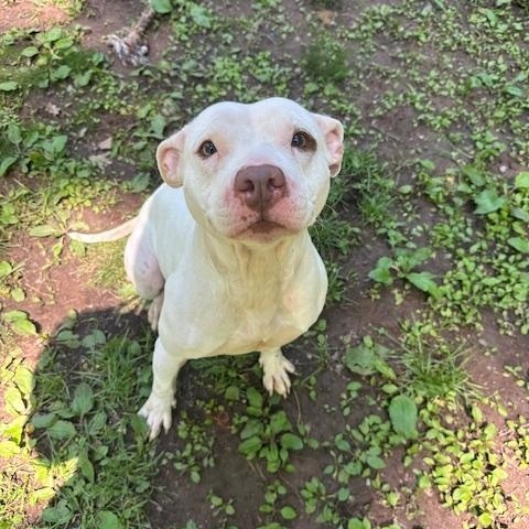 Enlarge Dior, a Adopted mixed breed in Hummelstown, PA image 4/4