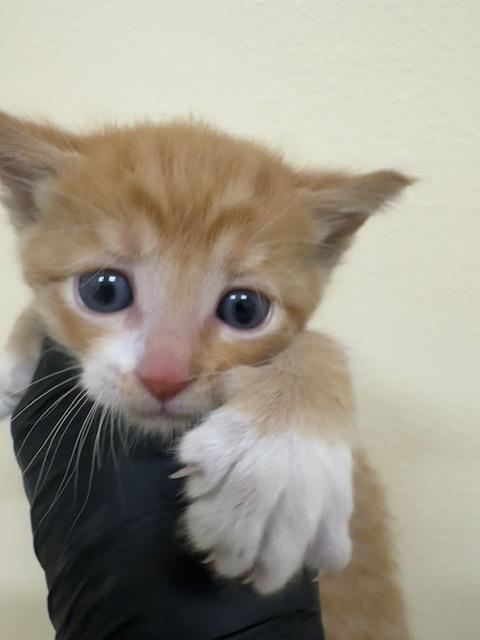 Enlarge GARFIELD, a Adoptable Domestic Short Hair in Fremont, CA image 1/1