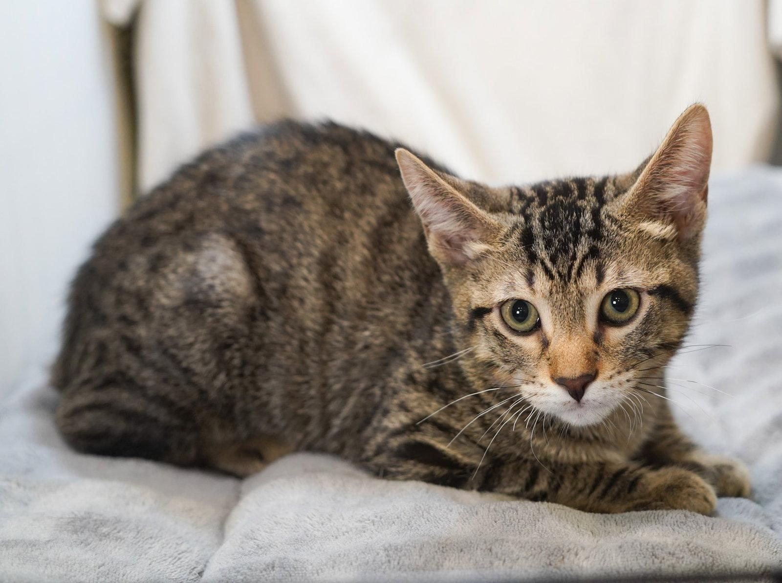 Marco, Adoptable, Kitten Male Tabby & Domestic Short Hair.