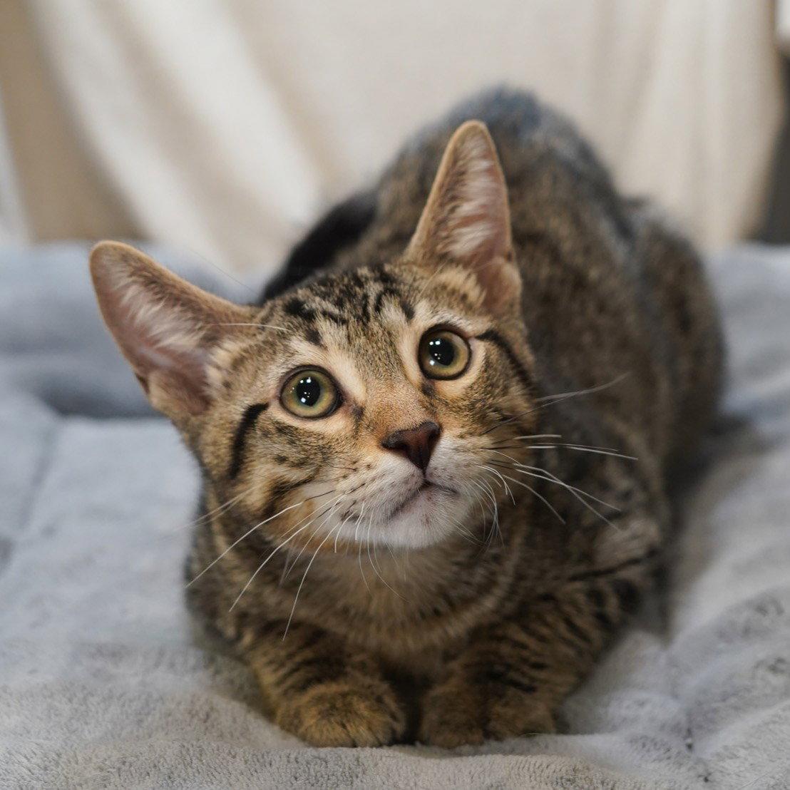Marco, a Adoptable mixed breed in Garland, TX image 2/2