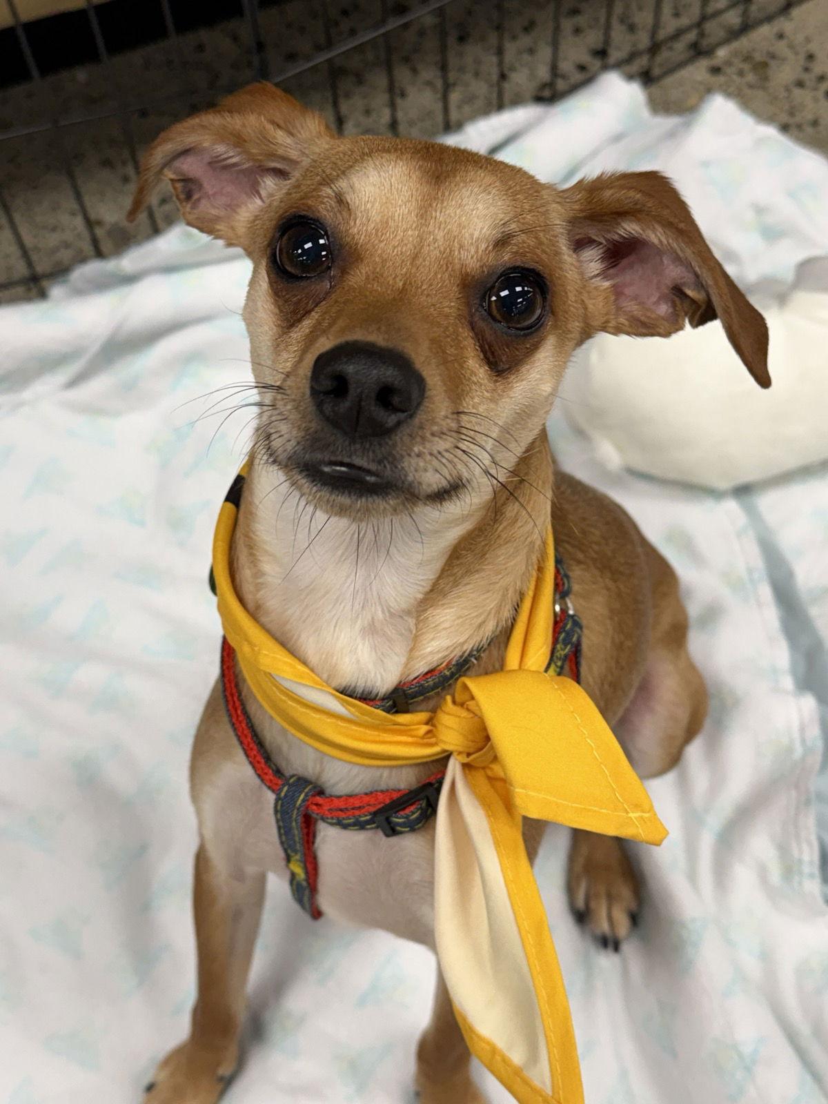 Enlarge Joey, a Adoptable mixed breed in Seattle, WA image 1/3