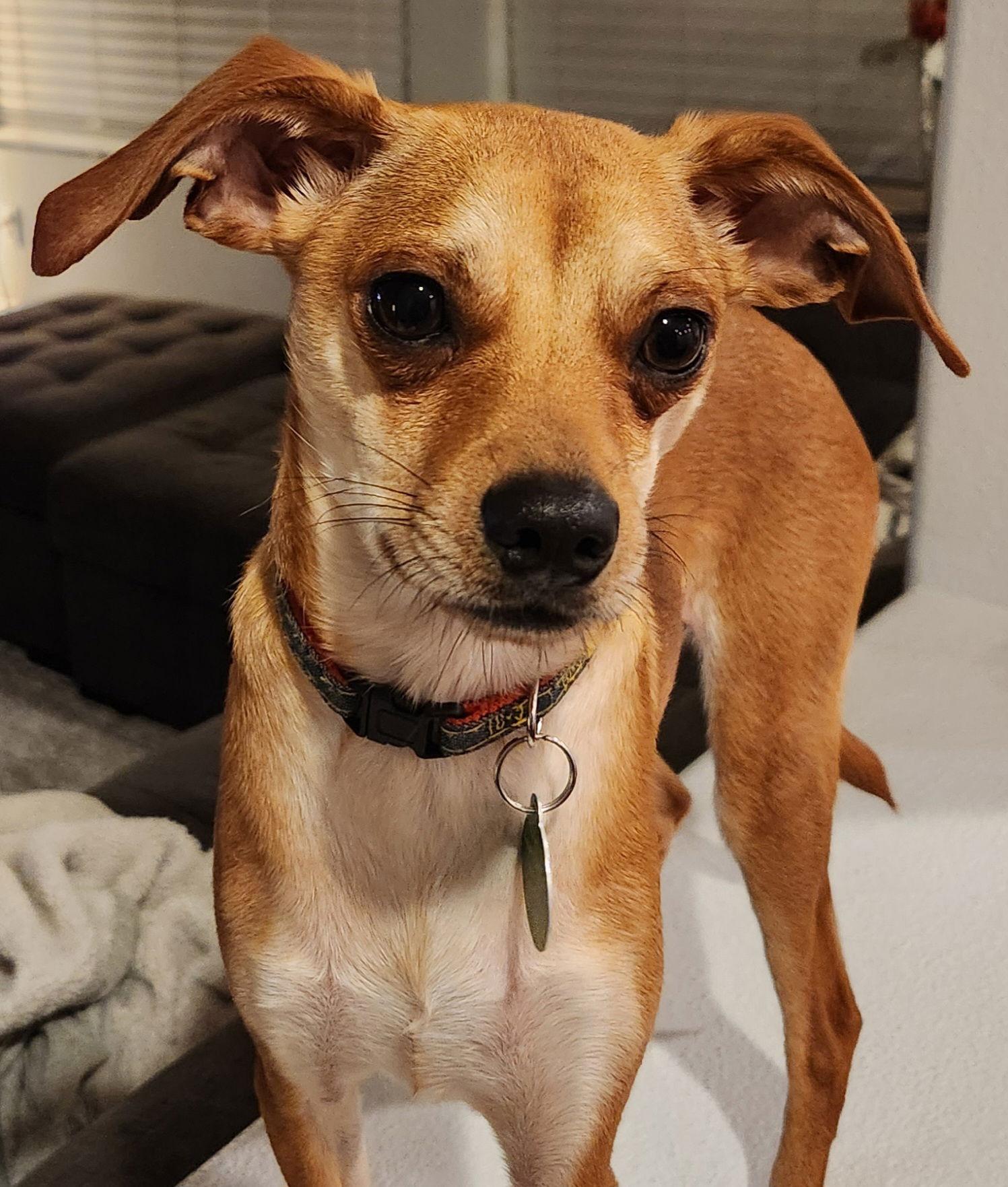 Enlarge Joey, a Adoptable mixed breed in Seattle, WA image 2/3