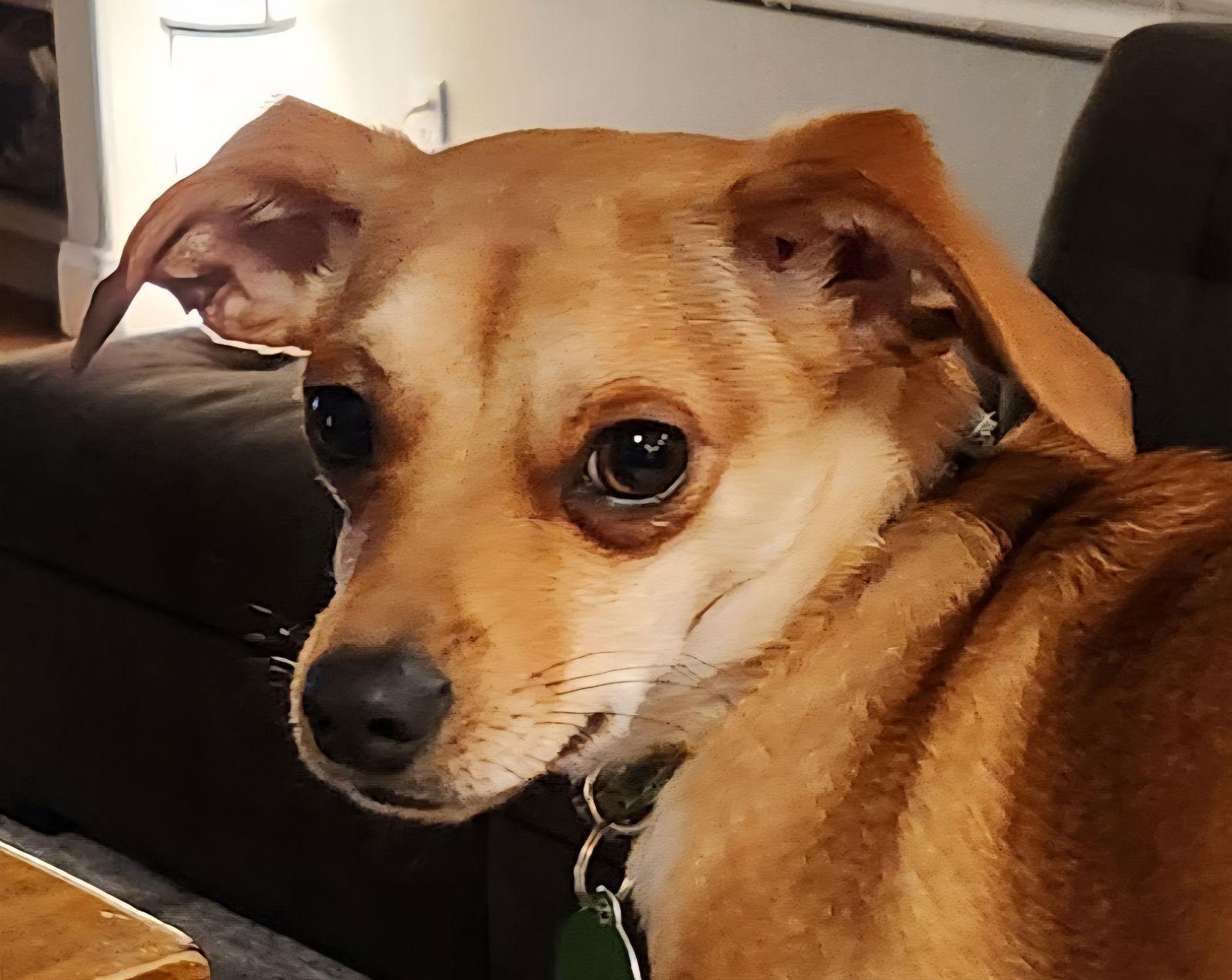 Enlarge Joey, a Adoptable mixed breed in Seattle, WA image 3/3