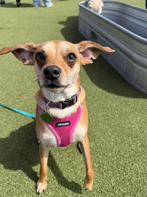 Enlarge Joey, a Adoptable mixed breed in Seattle, WA image 3/3