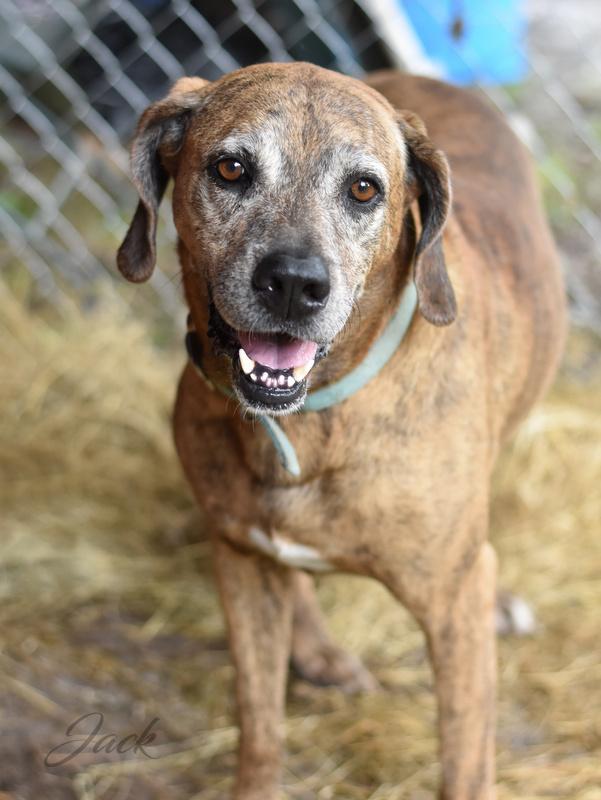 Jack (Trinity), Adoptable, Adult Male Hound.