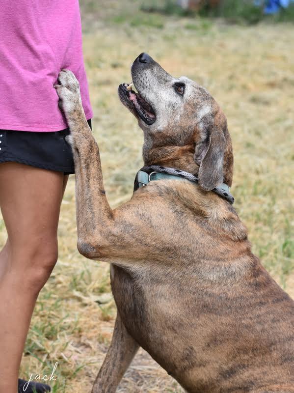 Jack (Trinity), a Adoptable mixed breed in Brewster , NY image 1/6