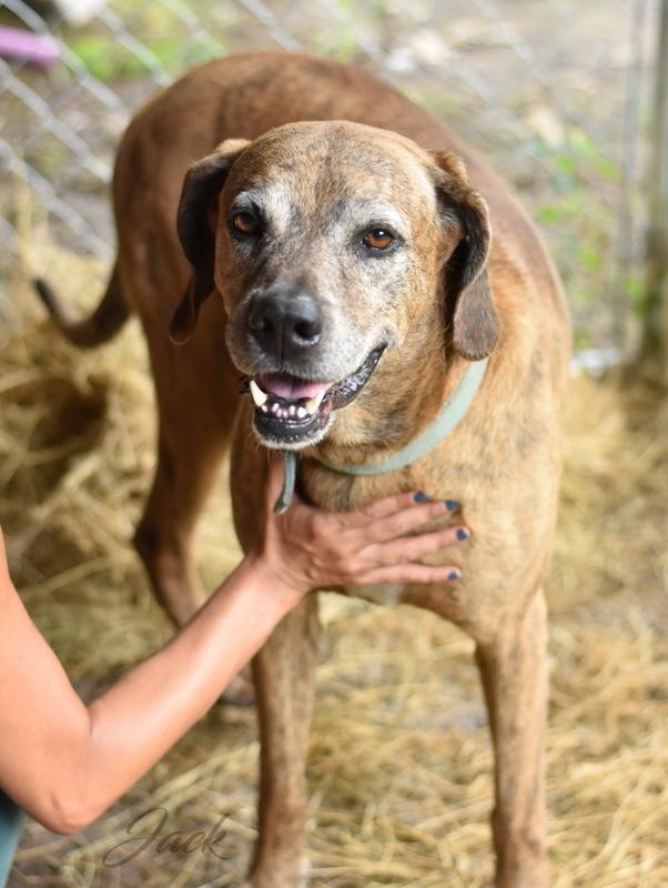 Jack (Trinity), a Adoptable mixed breed in Brewster , NY image 2/6