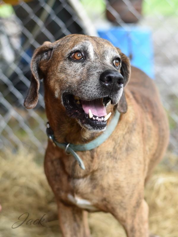 Jack (Trinity), a Adoptable mixed breed in Brewster , NY image 3/6