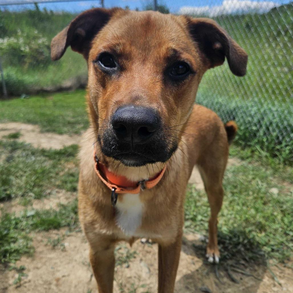 Enlarge Whitney, a Adoptable Mixed Breed in Dover, NH image 1/6