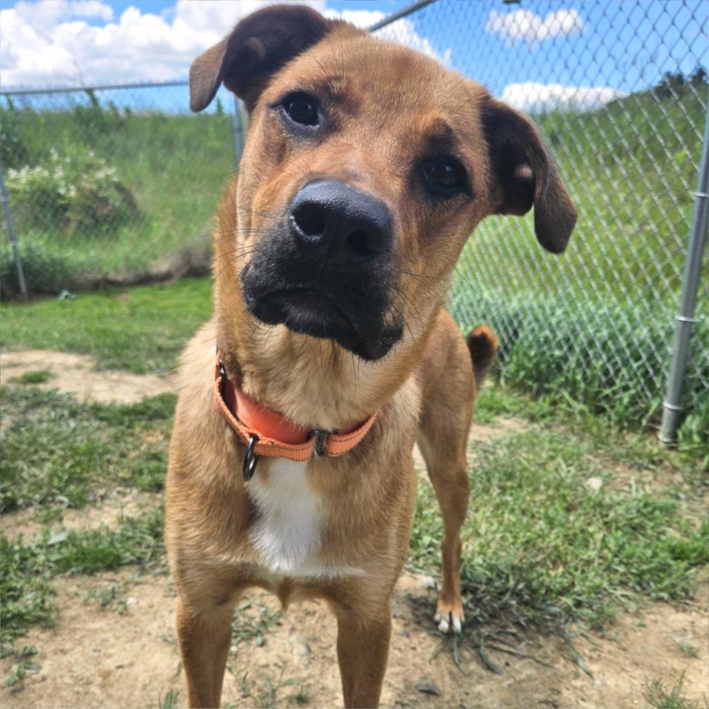 Enlarge Whitney, a Adoptable Mixed Breed in Dover, NH image 2/6