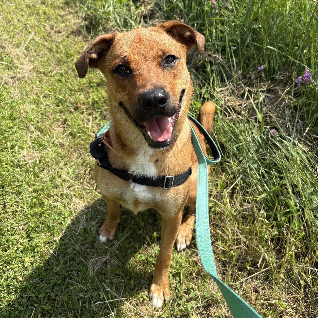 Enlarge Whitney, a Adoptable Mixed Breed in Dover, NH image 3/6