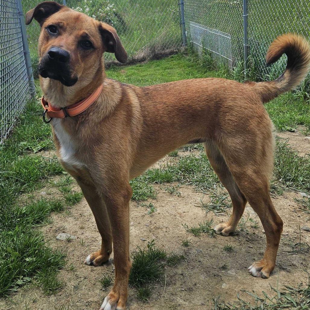 Enlarge Whitney, a Adoptable Mixed Breed in Dover, NH image 4/6