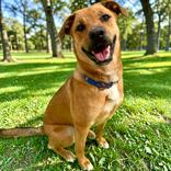 Enlarge Whitney, a Adoptable Mixed Breed in Dover, NH image 5/6