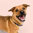 Enlarge Whitney, a Adoptable Mixed Breed in Dover, NH image 6/6