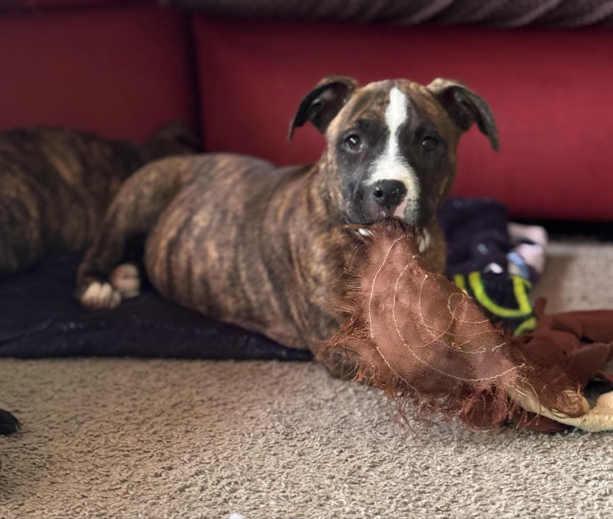 Sparkie, Baby Female Pit Bull Terrier